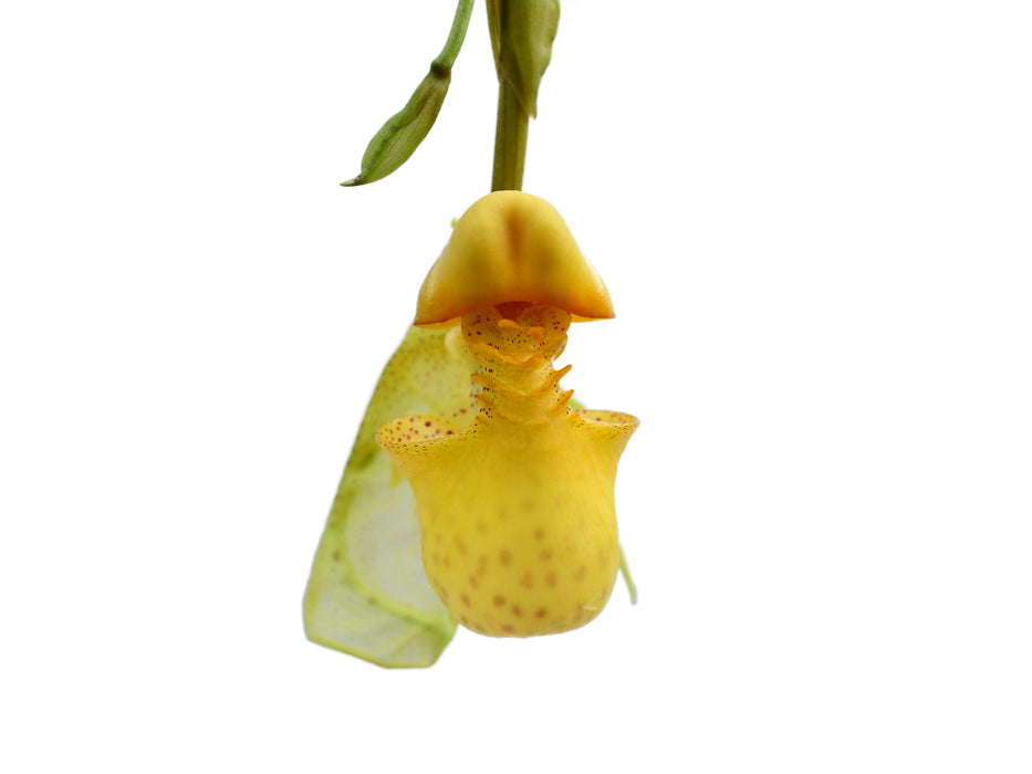 Coryanthes macrantha