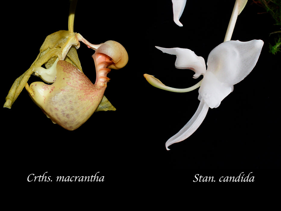 Coryanthes macrantha x Stanhopea candida