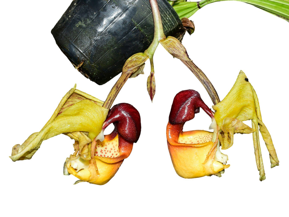 Coryanthes verrucolineata