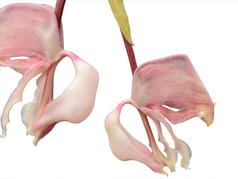 Coryhopea Ecuagenera