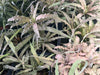 Cryptanthus acaulis