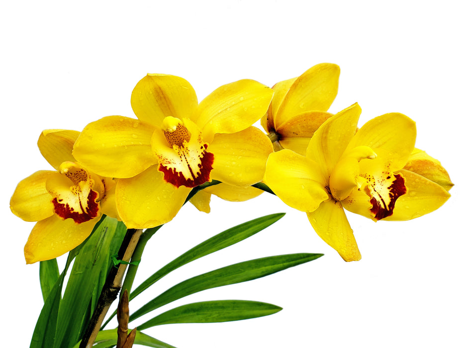 Cymbidium Gold Nugget