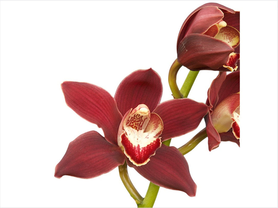 Cymbidium Kr592