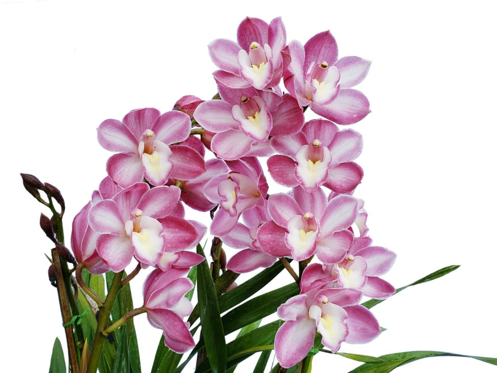 botanicalさま Cymbidium PN 432 Enzan Stream 'Orpheus' - Premium Hybrid