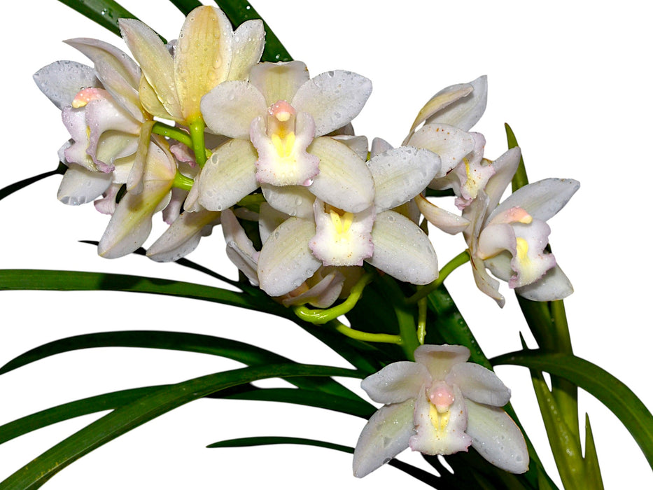 Cymbidium Qt358 New Century ''cindy's Night''