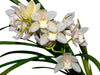 Cymbidium Qt358 New Century ''cindy's Night''