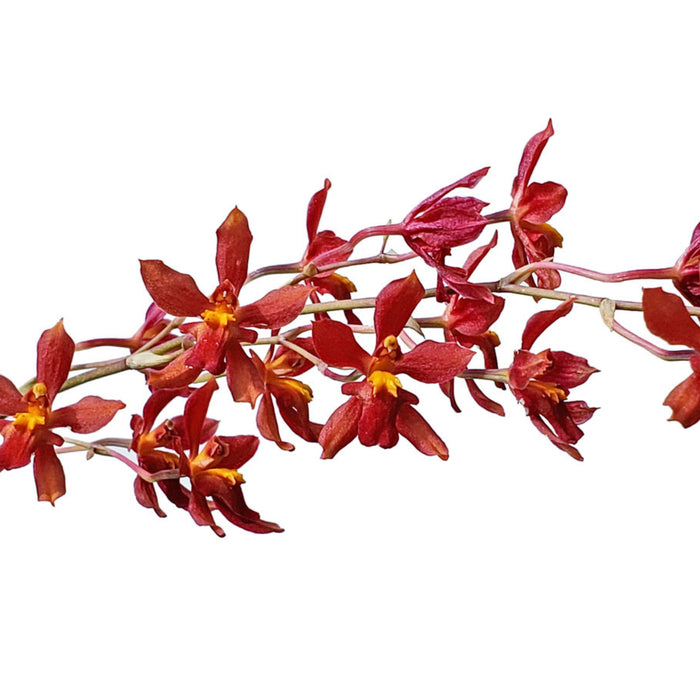 Cyrtocidium Dona Maquito