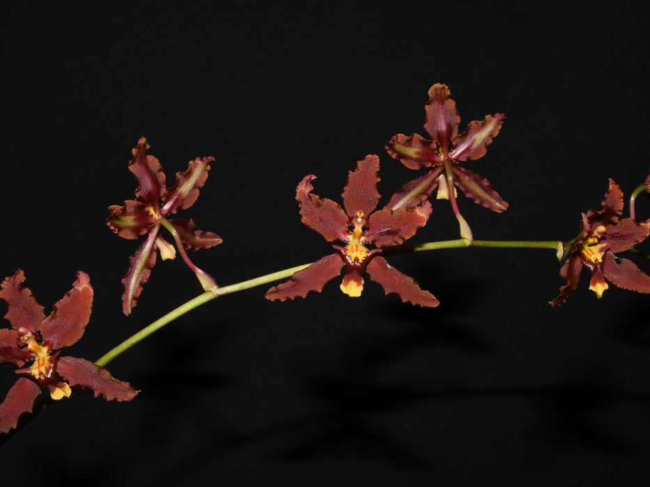 Cyrtocidium Andean Honey