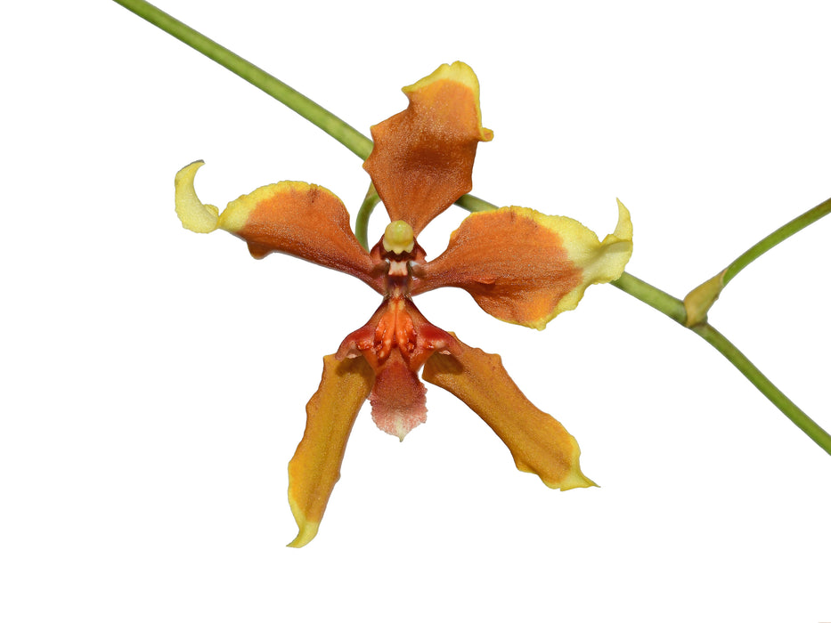 Cyrtocidium Andean Honey