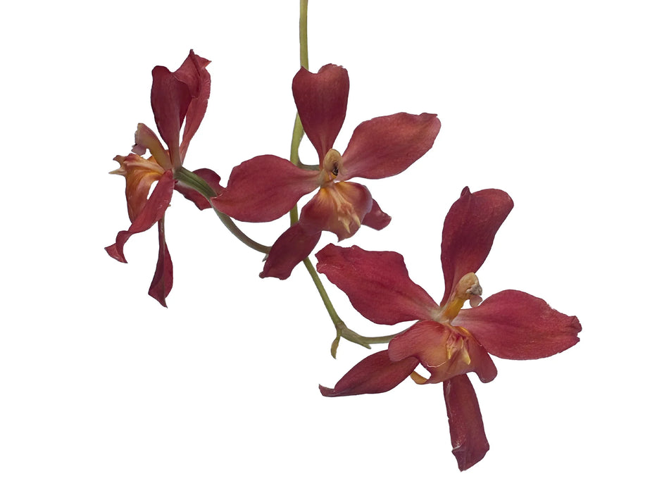 Cyrtocidium Rocio Vazquez