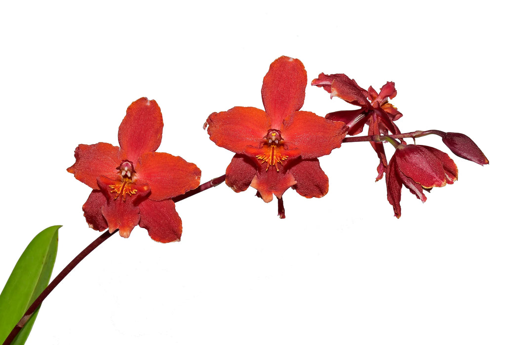 Cyrtocidium Sangre de Cristo