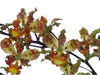 Cyrtopodium paniculatum