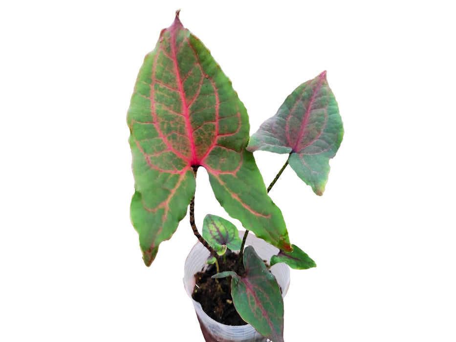 Cyrtosperma Johnstonii