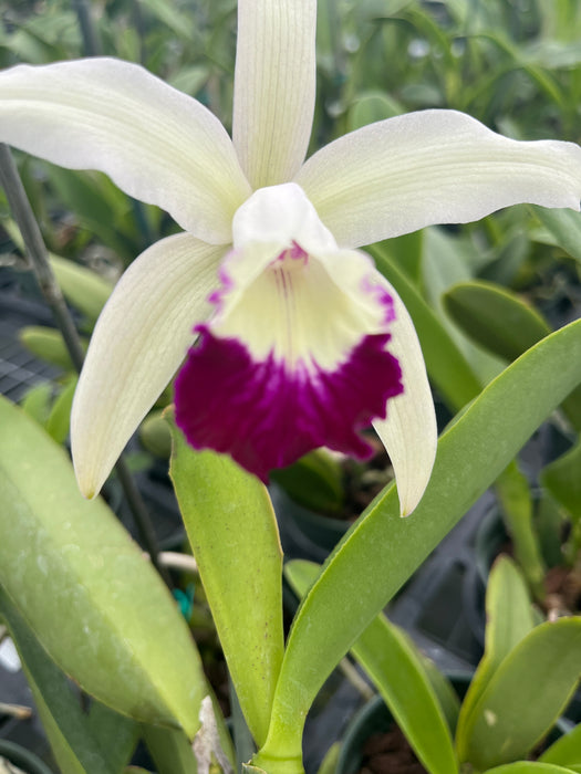 Cattleya x irrorata 'Aquimi-alba x purple lip'