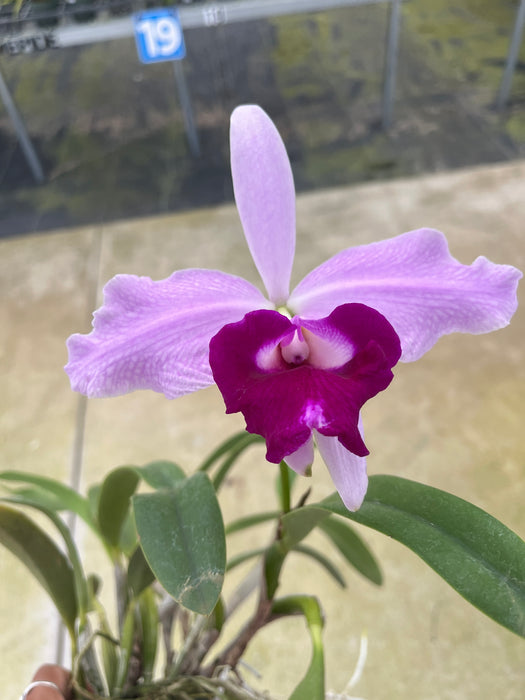 Laeliocattleya Susana x Speciosisima