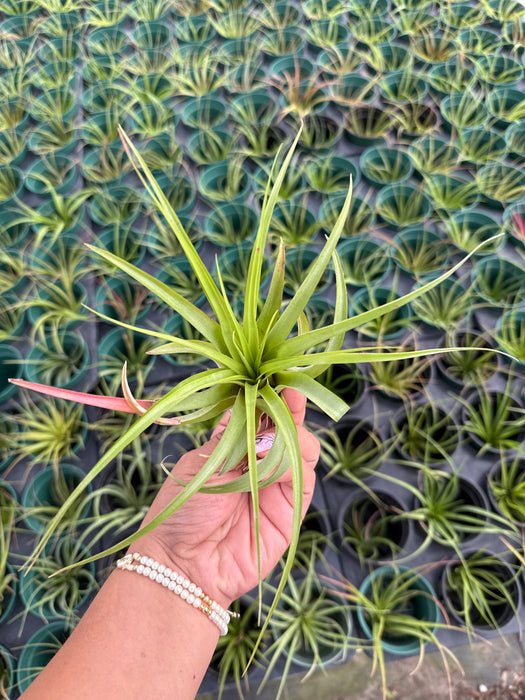 Tillandsia sp
