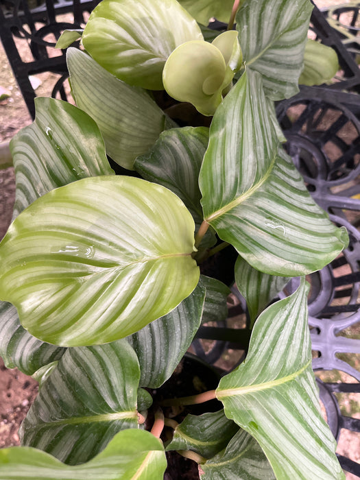 Calathea orbifolia