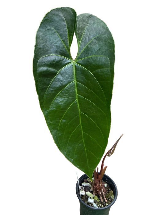 Anthurium Imperial Majesty