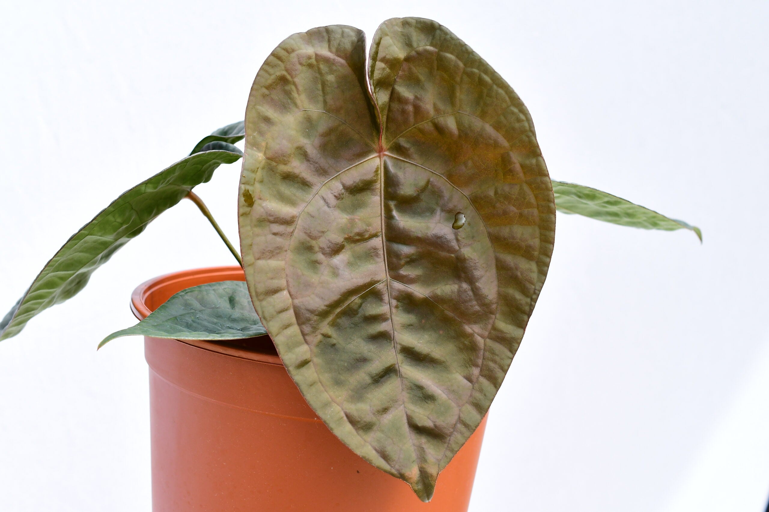 Anthurium David Portilla Dreams (XS) — Ecuagenera USA Corp