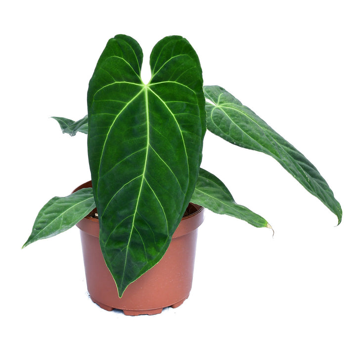 anthurium princess Anthurium Ecuagenera Princess 'Inverse crossing'