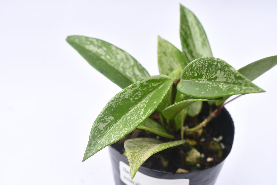 Hoya pubicalyx splash leaves