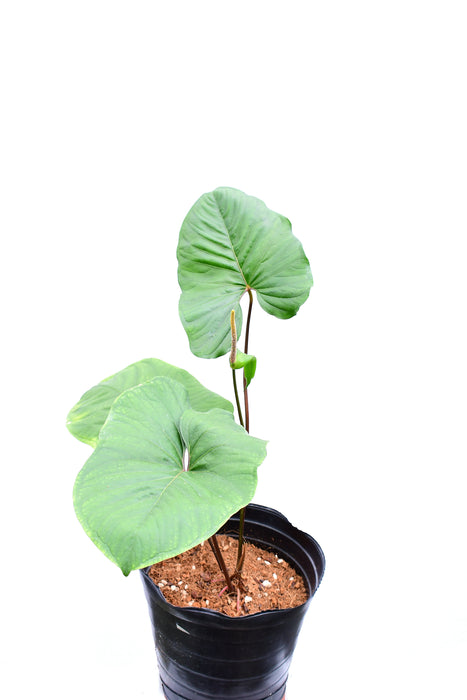 Anthurium sagittatum ‘Purple’ (Big)