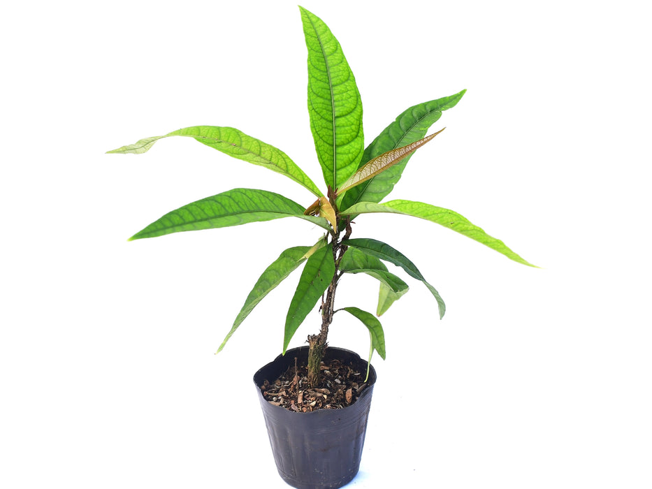 Dalechampia spathulata aff