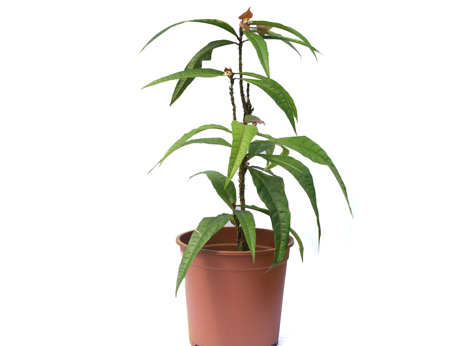 Dalechampia spathulata aff