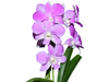 Dendrobium Emma Queen