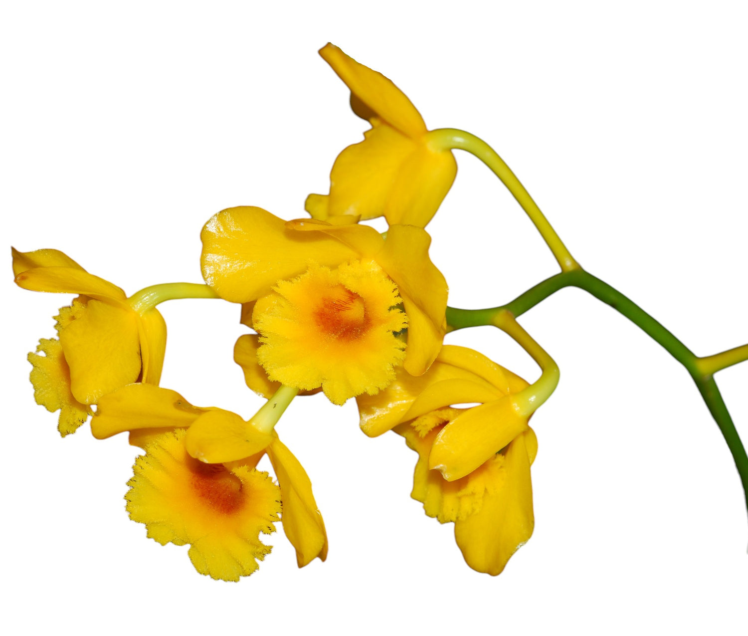 Dendrobium chrysotoxum var. suavissimum