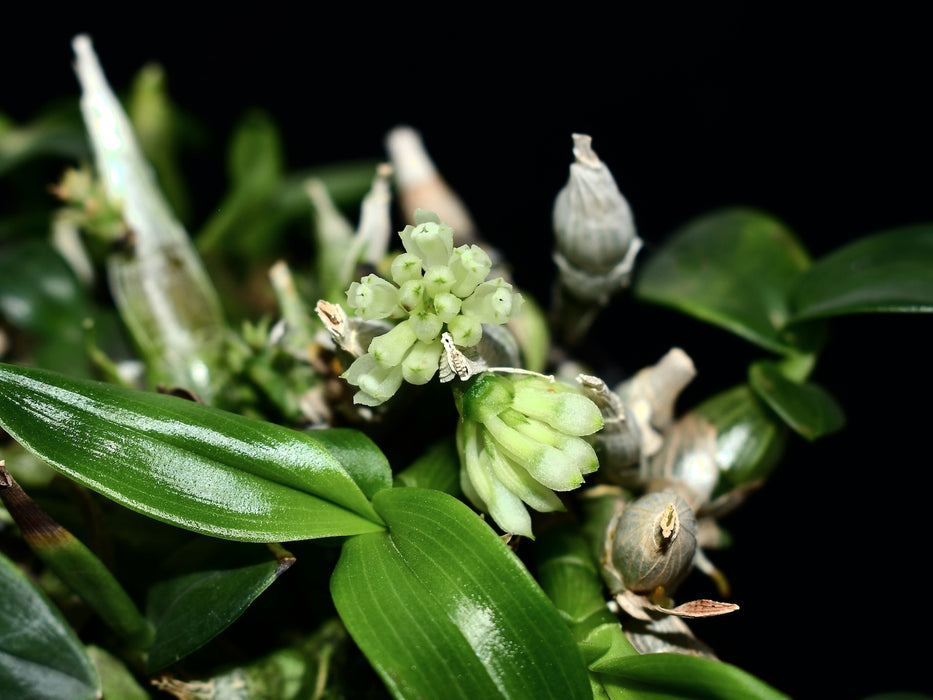 Dendrobium constrictum