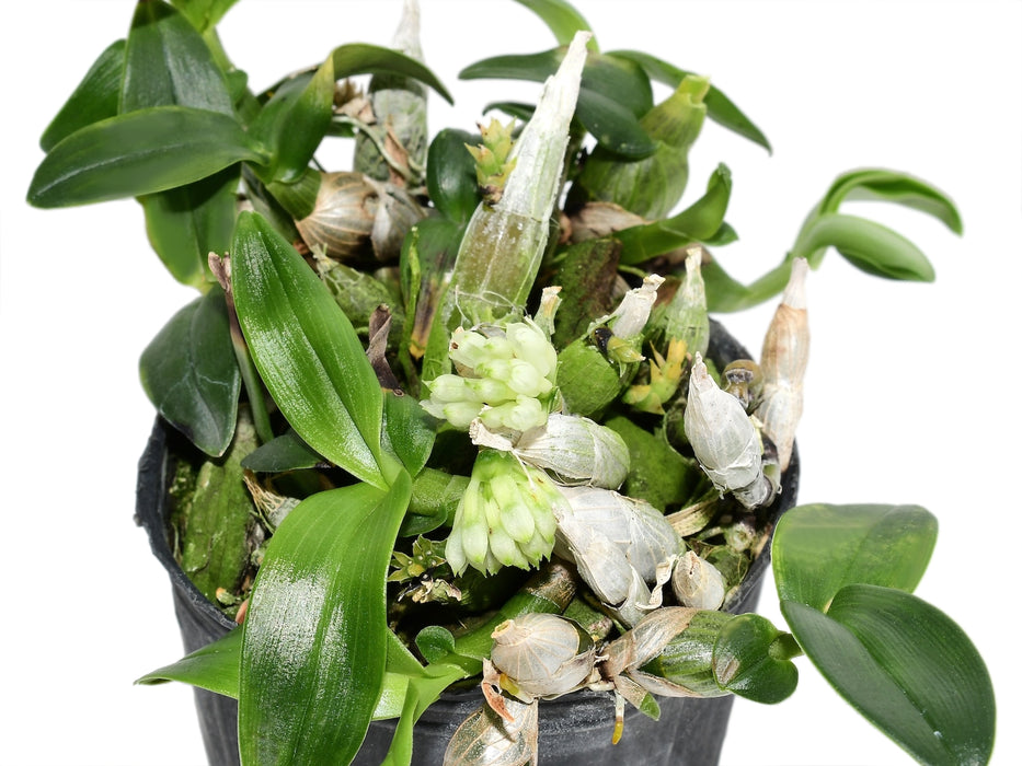 Dendrobium constrictum