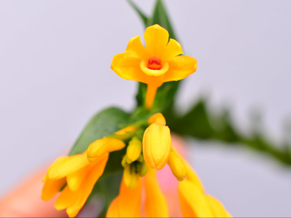 Dendrobium trichostomum purple leaf x green leaf L