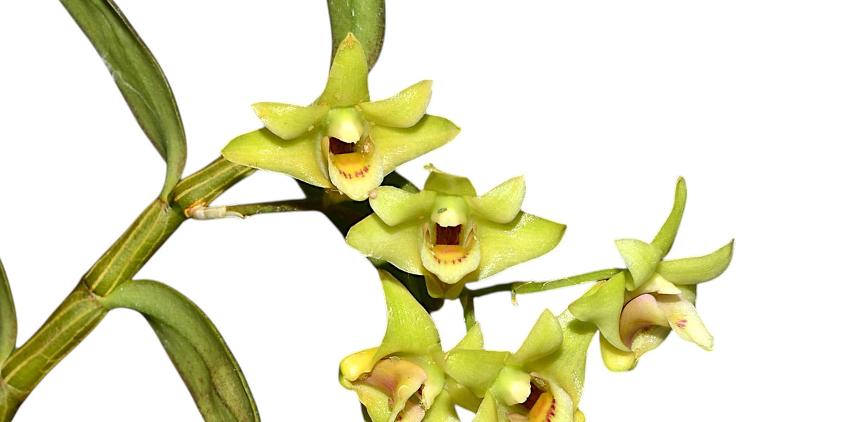 Dendrobium catenatum - Golden Hair-pin Orchid Species — Ecuagenera