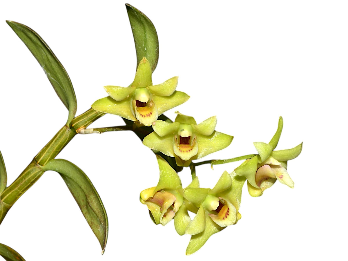 Dend_officinale_1200x900.jpg?v