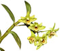 Dendrobium catenatum