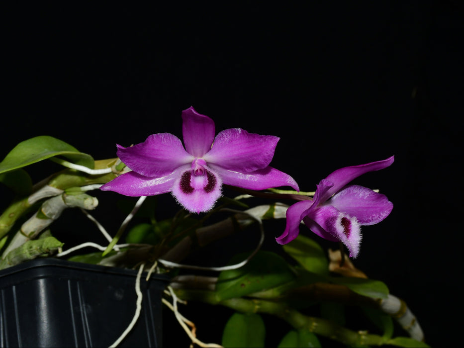 Dendrobium parishii