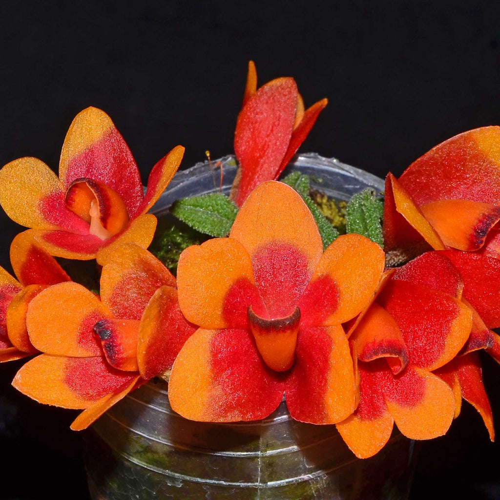 Dendrobium cuthbertsonii var Pepe — Ecuagenera USA Corp