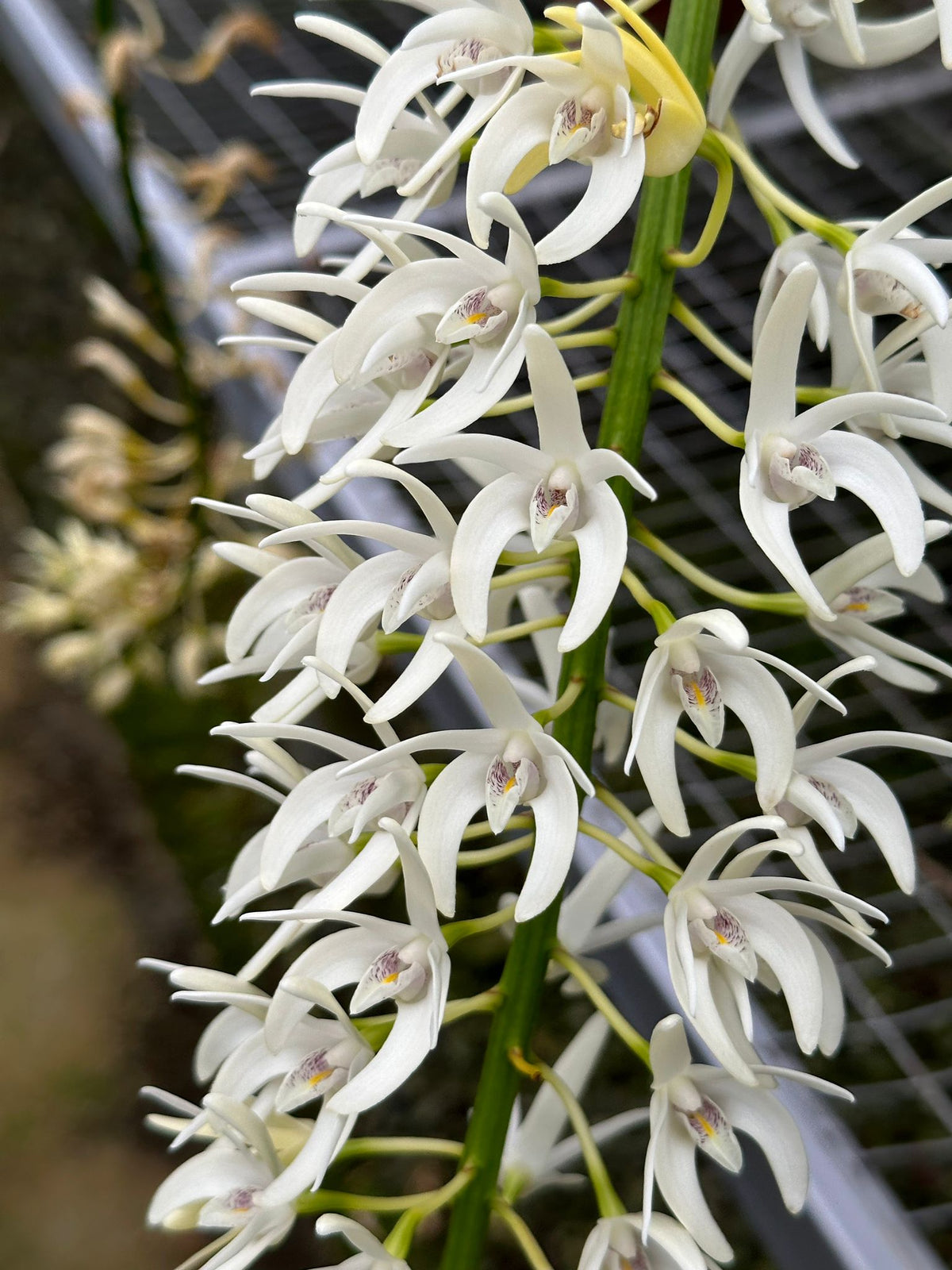6336【蕾付き株】デンドロビューム スペシオサム ① Den.speciosum 洋