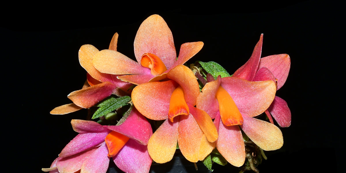 Dendrobium Swiss Mountain Palace — Ecuagenera USA Corp