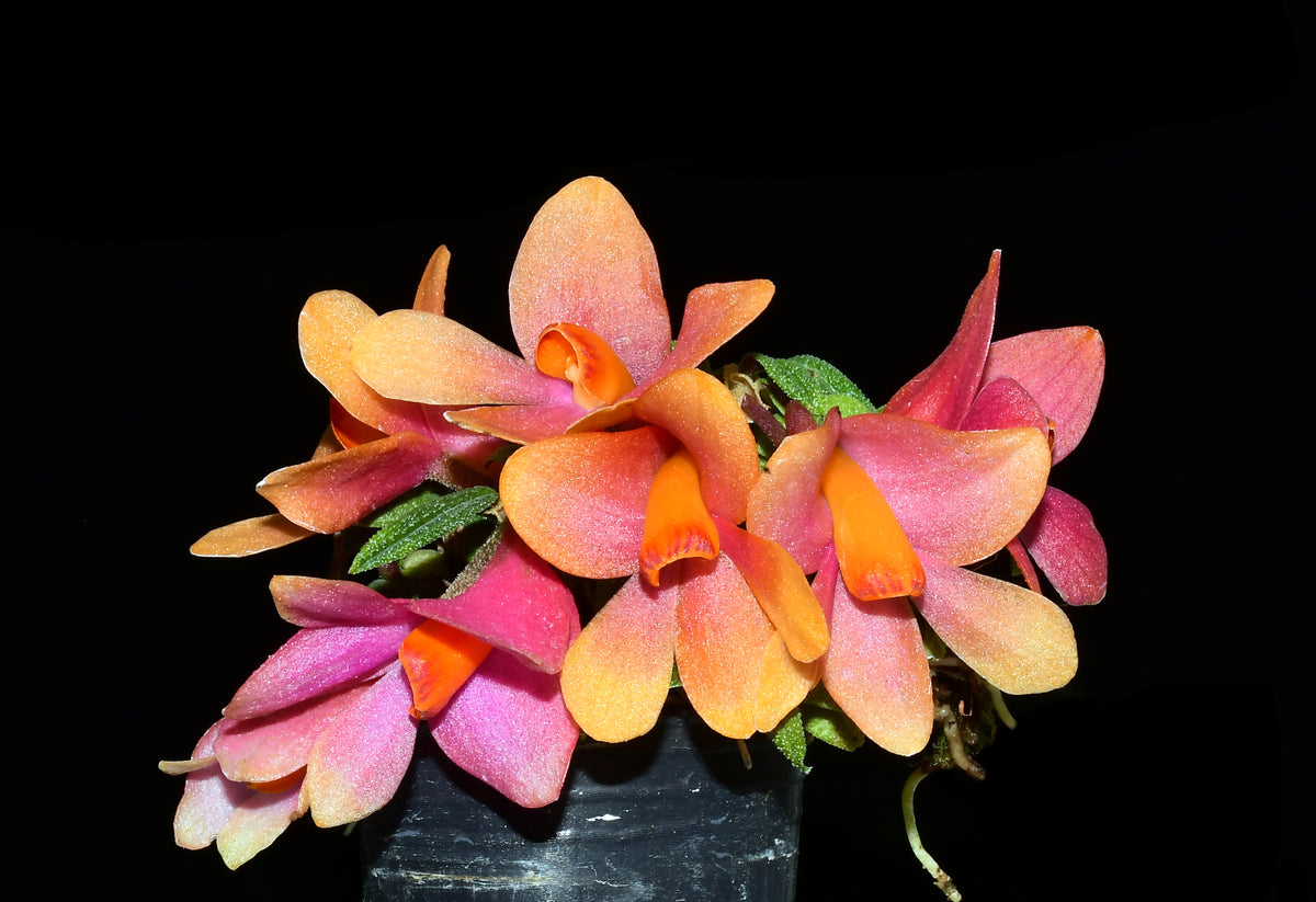 Dendrobium Swiss Mountain Palace — Ecuagenera USA Corp