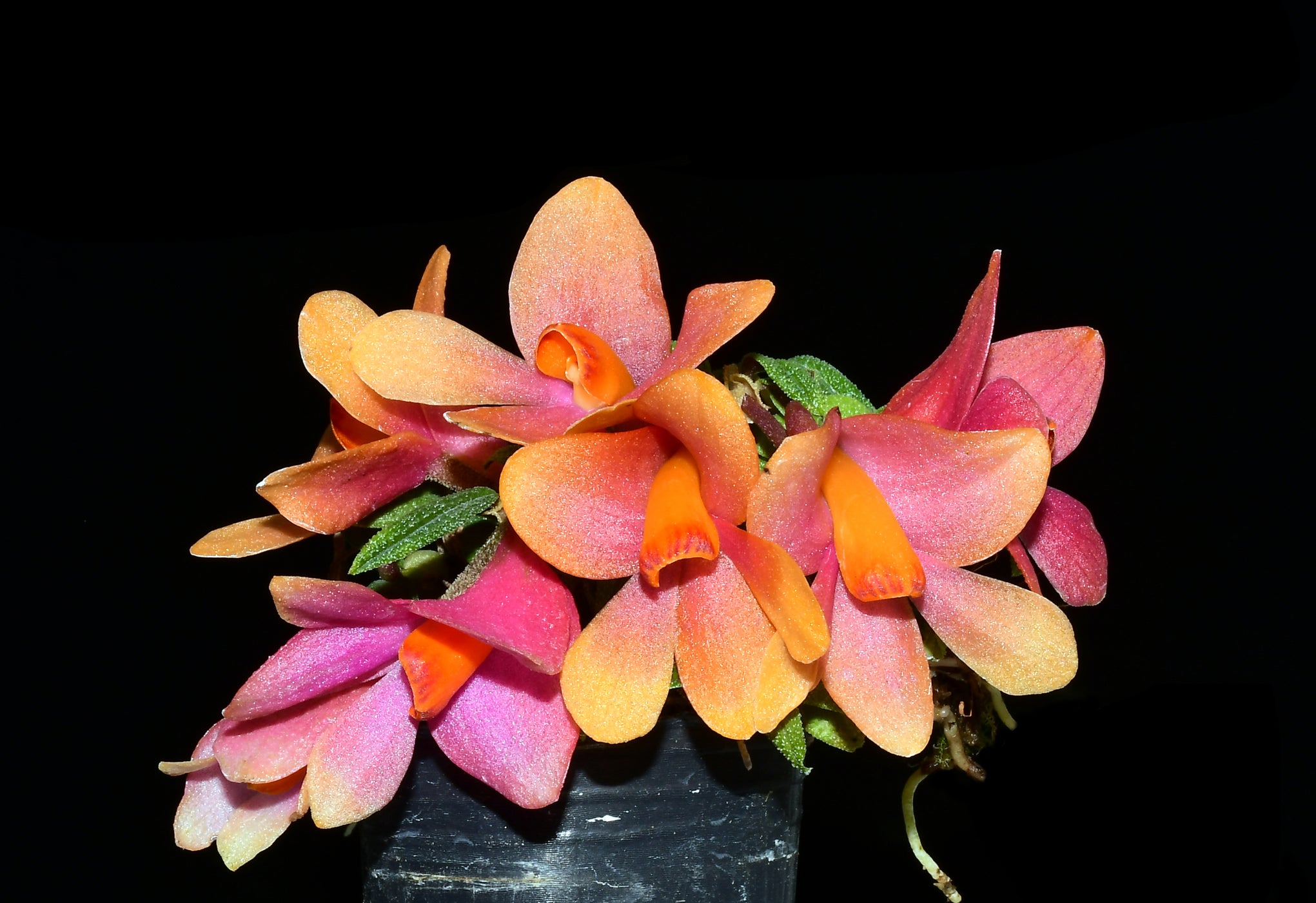 Dendrobium Mtn's Butterfly Kisses 'Pink' main image 1