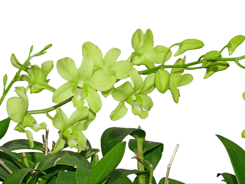 Dendrobium Aridang Green