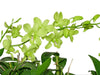 Dendrobium Aridang Green