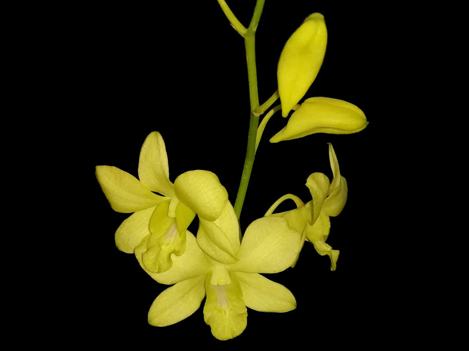 Dendrobium Aridang Yellow
