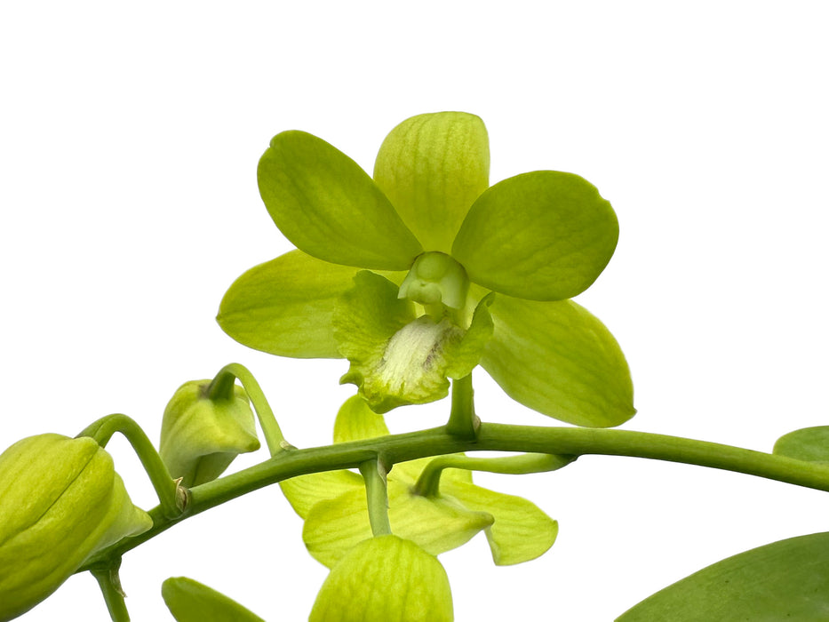 Dendrobium Bangkok Green-mary Trouse