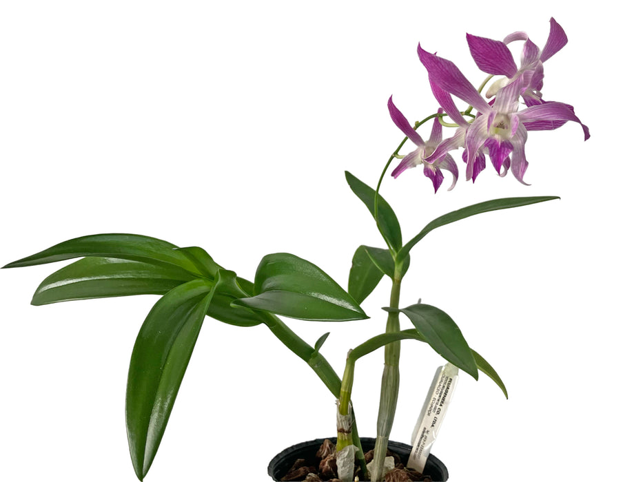 Dendrobium Caesar 'Warawan' Pink x Dend. lasianthera #527