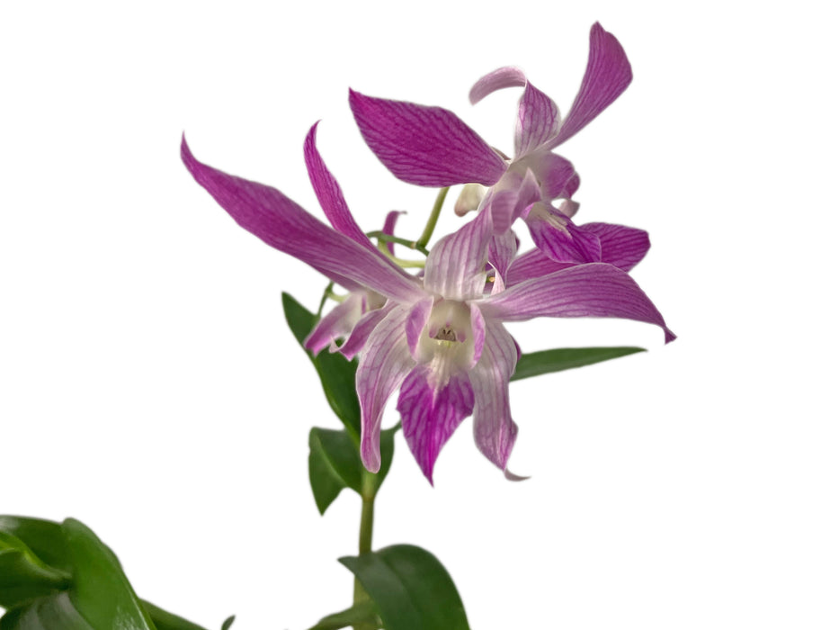 Dendrobium Caesar 'Warawan' Pink x Dend. lasianthera #527