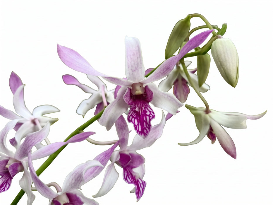 Dendrobium Caesar Warawan splash #229