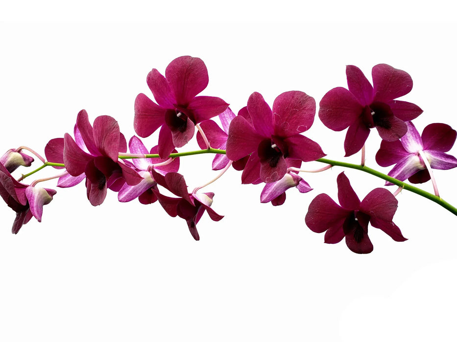 Dendrobium Daeng # 103